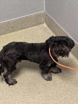 Rescue Shih Tzu and Schnauzer Dogs for Adoption in Las Vegas, Nevada - MEEKO | PetCurious