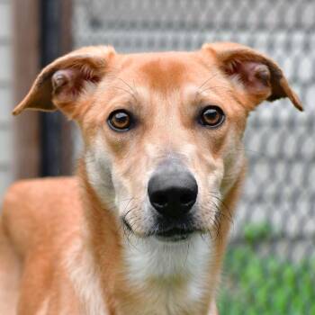 Daisy -  Australian Cattle Dog Blue Heeler and Great Pyrenees Dog for Adoption in Ottawa, Kansas - Daisy | PetCurious