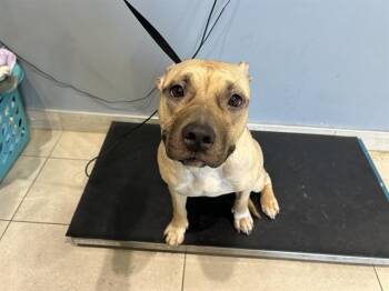 MAZAPAN -  Pit Bull Terrier Dog for Adoption in Rowlett, Texas - MAZAPAN | PetCurious