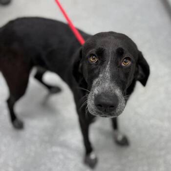 Wanda -  Bluetick Coonhound Dog for Adoption in Bardstown, Kentucky - Wanda | PetCurious