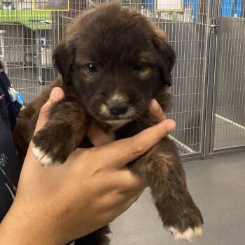Indi -  Shepherd and Mixed Breed Dog for Adoption in Montgomery, Alabama - Indi | PetCurious
