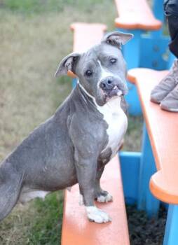 American Staffordshire Terrier and Mixed Breed Dogs Available for Adoption - Dreamer | PetCurious