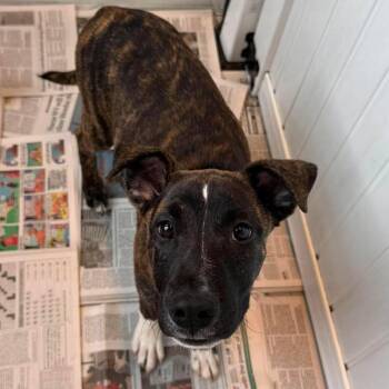 Mystique -  Mixed Breed Dog for Adoption in Huntington, West Virginia - Mystique | PetCurious