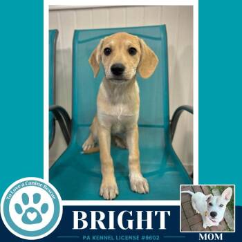 Labrador Retriever Dogs Available for Adoption in Kimberton, Pennsylvania - Bright (Bonny