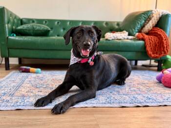 Lily Lady Love -  Black Labrador Retriever and German Shorthaired Pointer Dog for Adoption in Friendswood, Texas - Lily Lady Love | PetCurious