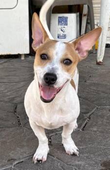 T. Shough -  Terrier and Mixed Breed Dog for Adoption in New Orleans, Louisiana - T. Shough | PetCurious