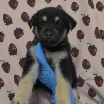 Blue Thunder -  Shepherd and Mixed Breed Dog for Adoption in San Antonio, Texas - Blue Thunder | PetCurious