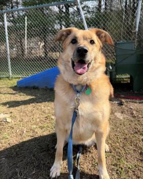 Pearl -  German Shepherd Dog and Golden Retriever Dog Available for Adoption in Hyde Park, New York - Pearl | PetCurious
