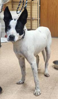 Border Collie Dogs Available for Adoption in Batavia, New York - Blue | PetCurious