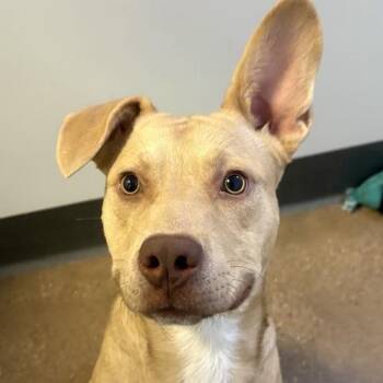Nutmeg -  Mixed Breed Dog for Adoption in Middletown, Rhode Island - Nutmeg | PetCurious