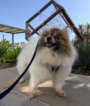Pomeranian Dogs Available for Adoption - Aquamarine | PetCurious