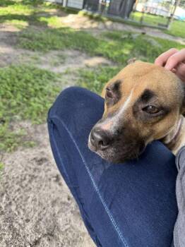 Lilly -  Black Mouth Cur Dog for Adoption in Lakeland, Florida - Lilly | PetCurious