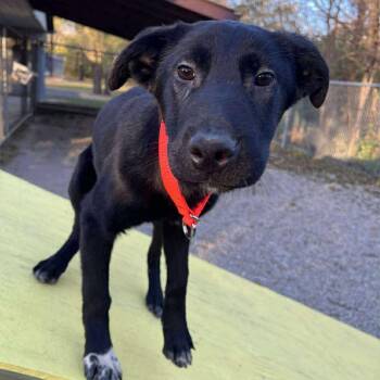 Rescue Shepherd and Shar Pei Dogs for Adoption in Marseilles, Illinois - MaryJane | PetCurious