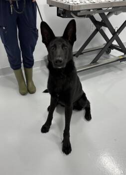 Fletcher -  German Shepherd Dog and Collie Dog for Adoption in Bourbonnais, Illinois - Fletcher | PetCurious