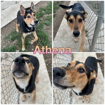 Rescue German Shepherd Dog Dogs for Adoption in Pierceton, Indiana - Athena | PetCurious