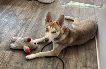 Rescue Siberian Husky and Labrador Retriever Dogs for Adoption in Carlsbad, California - Maple | PetCurious