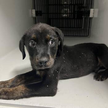 Mixed Breed Dogs Available for Adoption in Austin, Texas - Grackle | PetCurious