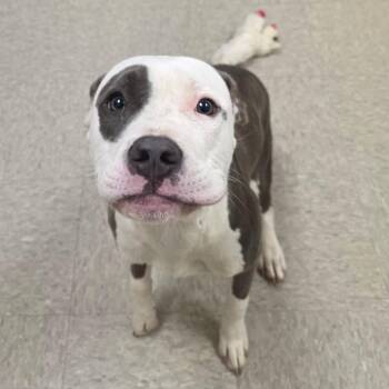 Zena -  Pit Bull Terrier and Mixed Breed Dog for Adoption in Chatham, Virginia - Zena | PetCurious
