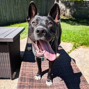 Rescue Pit Bull Terrier and Shepherd Dogs for Adoption in Detroit, Michigan - Bear | PetCurious