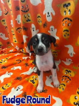 Fudge Round -  Australian Cattle Dog Blue Heeler Dog for Adoption in New Baltimore, Michigan - Fudge Round | PetCurious
