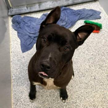 Meatloaf -  Pit Bull Terrier and Mixed Breed Dog for Adoption in Murray, Utah - Meatloaf | PetCurious