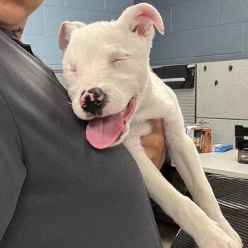 Lincoln -  Mixed Breed Dog for Adoption in Saint Joseph, Missouri - Lincoln | PetCurious