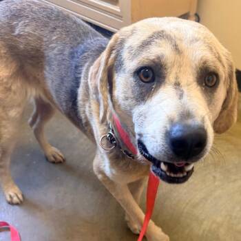 Mixed Breed Dogs Available for Adoption in Corinth, Mississippi - Diesel | PetCurious