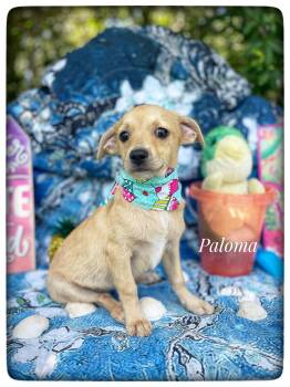 Paloma -  Chiweenie Dog for Adoption in Sebring, Florida - Paloma | PetCurious
