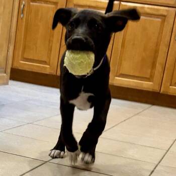 Mungo -  Mixed Breed Dog for Adoption in South Elgin, Illinois - Mungo | PetCurious
