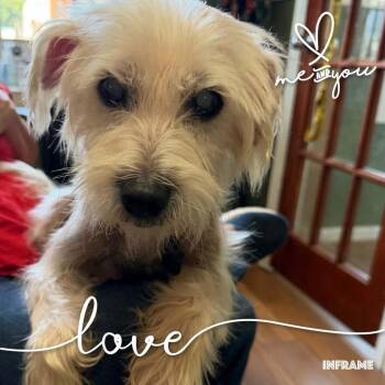 Zeus -  Schnauzer Dog for Adoption in Fredericksburg, Virginia - Zeus | PetCurious