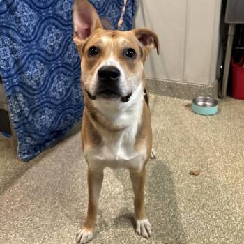 IVHS-Stray-142504 -  Shepherd Dog for Adoption in San Gabriel, California - IVHS-Stray-142504 | PetCurious