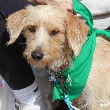 Rescue Wire Fox Terrier Dogs for Adoption in Washington, District Of Columbia - Trish | PetCurious