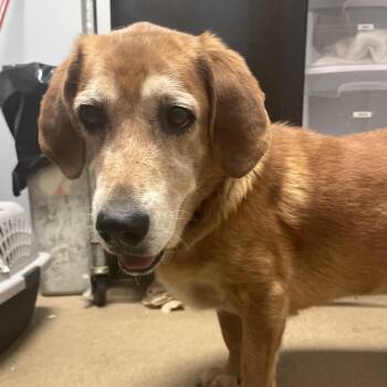 Sammy -  Mixed Breed Dog for Adoption in Chattanooga, Tennessee - Sammy | PetCurious