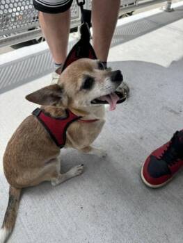 NOAH -  Chihuahua Dog for Adoption in Doral, Florida - NOAH | PetCurious