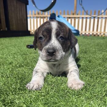Franklin -  Boxer and Cattle Dog Dog for Adoption in Woodinville, Washington - Franklin | PetCurious