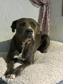Rescue Staffordshire Bull Terrier Dogs for Adoption in Opelousas, Louisiana - Mac | PetCurious