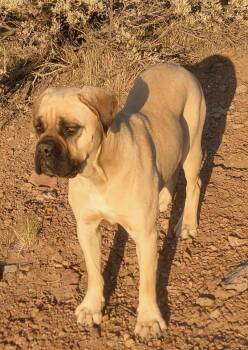 Rescue Boxer and Mastiff Dogs for Adoption in Polson, Montana - Zelda - Courtesy Listing See Info | PetCurious