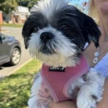 Rescue Shih Tzu Dogs for Adoption in Closter, New Jersey - Layla | PetCurious