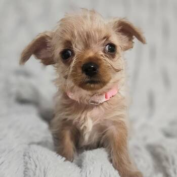 Journey -  Terrier and Mixed Breed Dog for Adoption in Henderson, Nevada - Journey | PetCurious