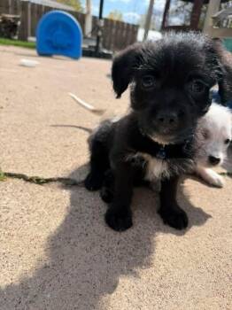 Chihuahua and Terrier Dogs Available for Adoption in Bristol, Wisconsin - Tux | PetCurious