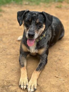 Nelda in NH. Come Meet our Adoptable Dogs Wednesday-Saturday. Mo -  Catahoula Leopard Dog Dog for Adoption in Manchester, New Hampshire - Nelda In NH. Come Meet Our Adoptable Dogs Wednesday-Saturday. Mo | PetCurious