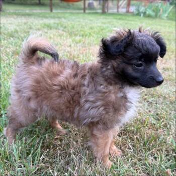 Fennel -  Papillon and Pomeranian Dog for Adoption in Thompson Falls, Montana - Fennel | PetCurious