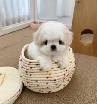 Bichon Frise Dogs for Sale in Los Angeles, California - Huck | PetCurious