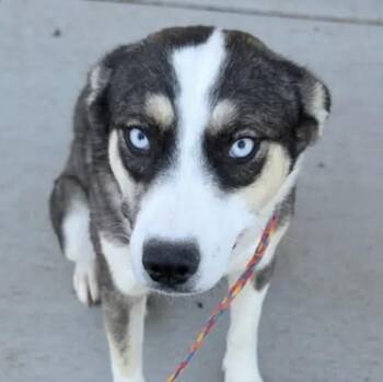 Rescue Husky and Border Collie Dogs for Adoption in Arvada, Colorado - Yuna | PetCurious
