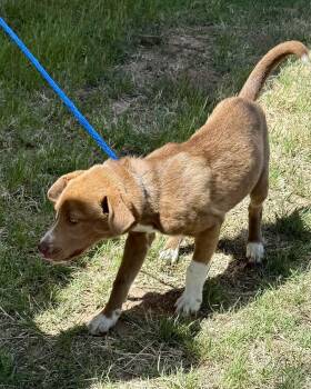 Labrador Retriever Dogs Available for Adoption in Dripping Springs, Texas - Delilah | PetCurious