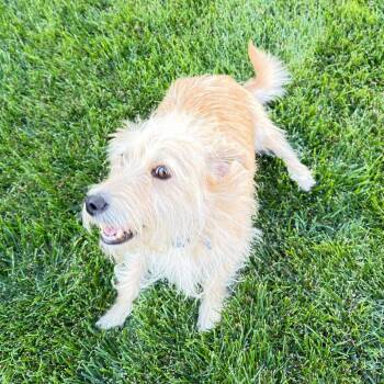 Milo -  Miniature Poodle and Chihuahua Dog for Adoption in Cashmere, Washington - Milo | PetCurious