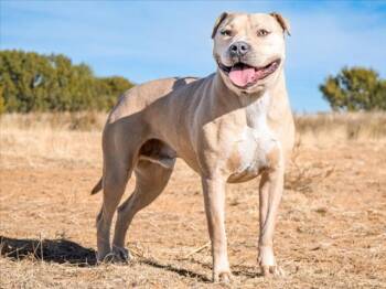Mixed Breed Dogs Available for Adoption - DIESEL | PetCurious