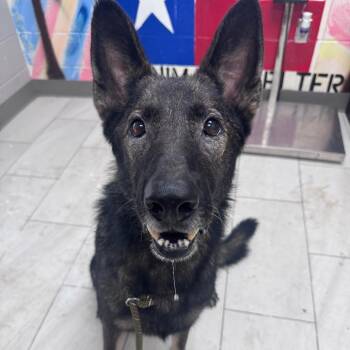 Achilles -  German Shepherd Dog Dog for Adoption in Lufkin, Texas - Achilles | PetCurious