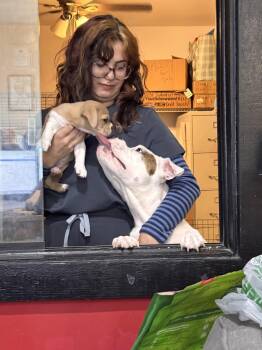 Poppy -  American Bulldog Dog for Adoption in Sanford, Florida - Poppy | PetCurious