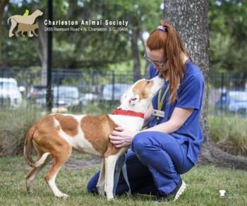 93164a Fable -  Terrier and Mixed Breed Dog for Adoption in North Charleston, South Carolina - 93164a Fable | PetCurious